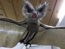 Fledermaus