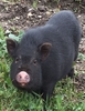 Schwein
